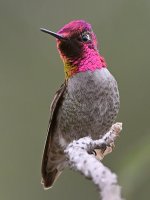 Hummer5.jpg