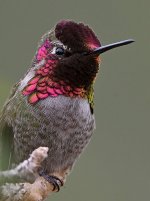 Hummer10.jpg