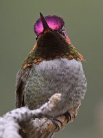 Hummer20.jpg