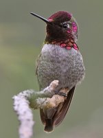 Hummer16.jpg