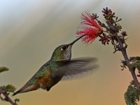 Hummer3.jpg