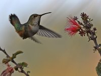 Hummer4.jpg