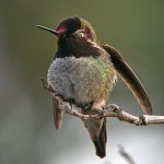Hummer8.jpg