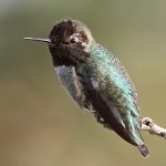 Hummer10.jpg