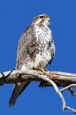 P-Falcon-303.jpg