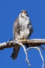 P-Falcon-307.jpg