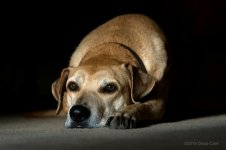 Tallulah_DSC4635.jpg