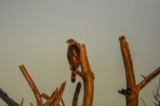 DSC_7948.jpg