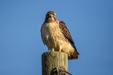 DSC_8020.jpg