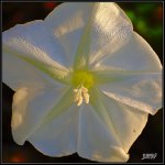 _71D7370_01.jpg