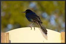 _71D7377.jpg