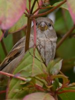 Sparrow2.jpg