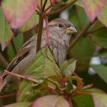 Sparrow3.jpg