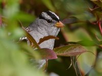 Sparrow4.jpg