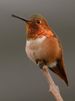 Hummer2.jpg