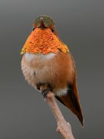 Hummer4.jpg