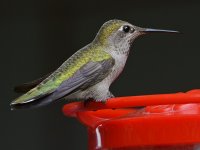 Hummer19.jpg