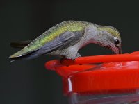 Hummer20.jpg