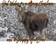 Christmas Card.jpg