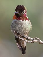 Hummer.jpg