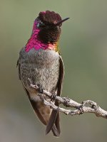 Hummer13.jpg