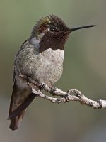 Hummer9.jpg