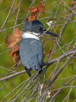 Kingfisher.jpg