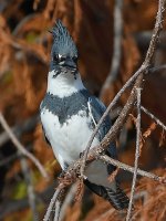 Kingfisher3.jpg