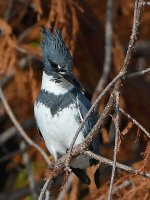 Kingfisher4.jpg