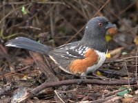 Towhee.jpg