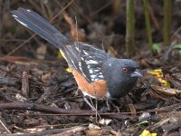 Towhee3.jpg