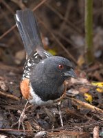 Towhee5.jpg