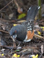Towhee6.jpg
