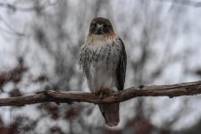 DSC_9271.jpg