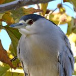 BlackHeron3.jpg