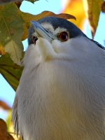 BlackHeron5.jpg