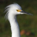 Egret4.jpg