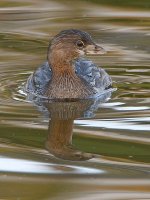 Grebe.jpg