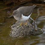 Sandpiper6.jpg
