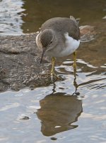 Sandpiper2.jpg