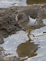 Sandpiper3.jpg
