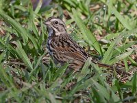 Sparrow2.jpg