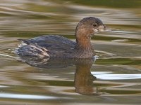 Grebe2.jpg