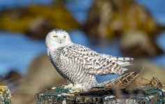 DSC_9504.jpg