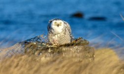 DSC_9940.jpg