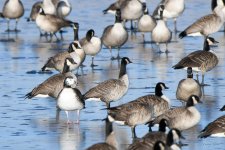 BlueSnowGoose-300.jpg