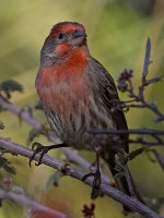Finch2.jpg