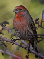 Finch4.jpg