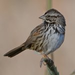 Sparrow2.jpg