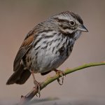 Sparrow5.jpg